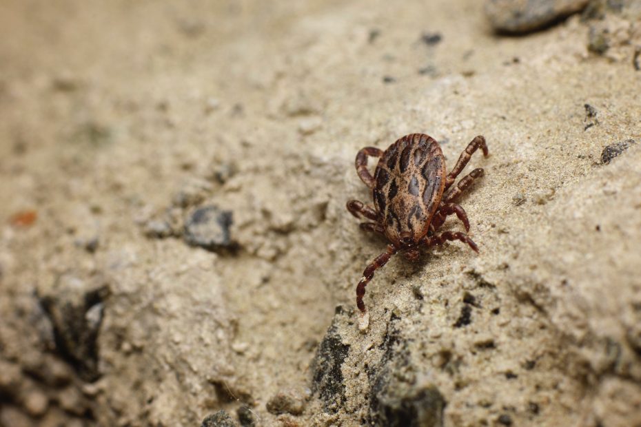 Ticks in Australia - First Aid