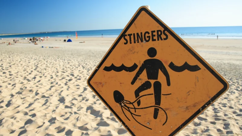 Stingers jellyfish First Aid